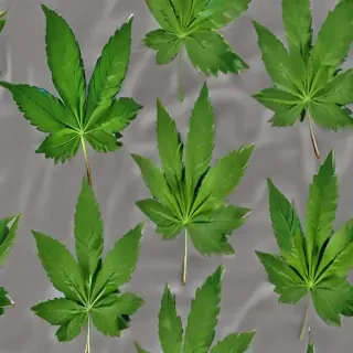 weed leaf png
