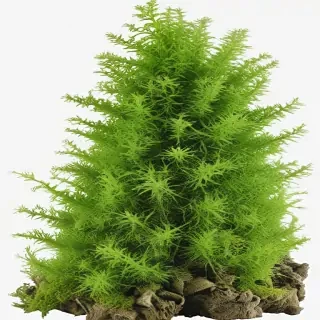 moss png