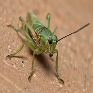cricket insect
