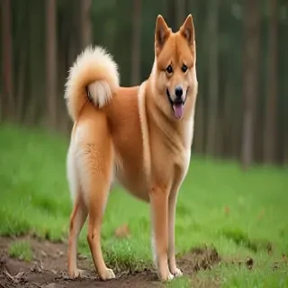 finnish spitz dog breed