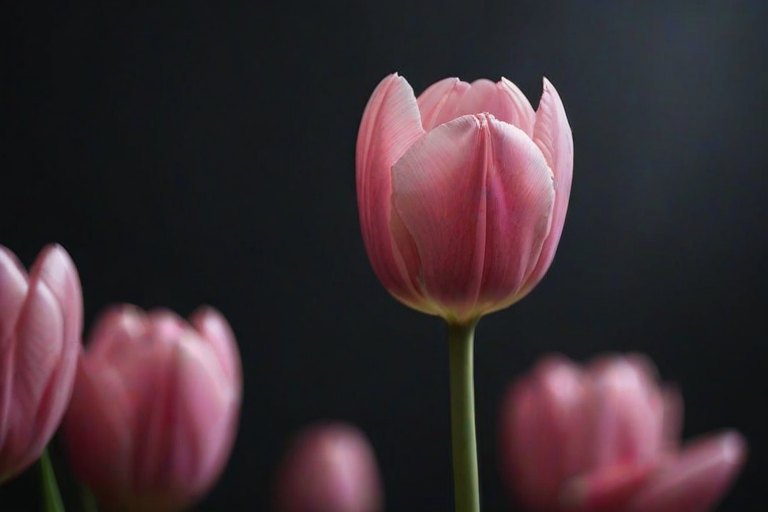 a close-up of a delicate pink tulip against a dark background with soft-focus blossoms in the distance