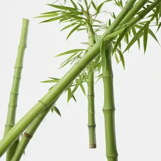 bamboo png