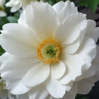 iphone white flower wallpaper