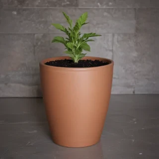 pot images