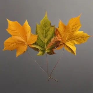 png fall leaves