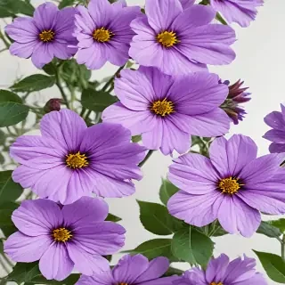purple flowers transparent background