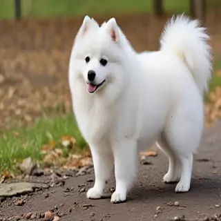 japanese spitz dog breed
