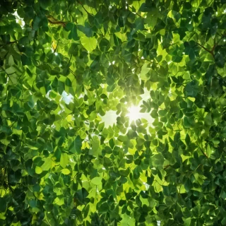 background green leaves