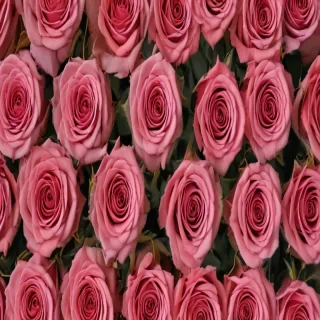 aesthetic rose background