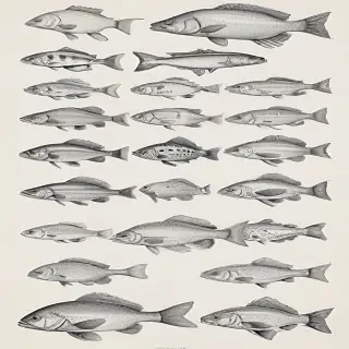 fish drawings