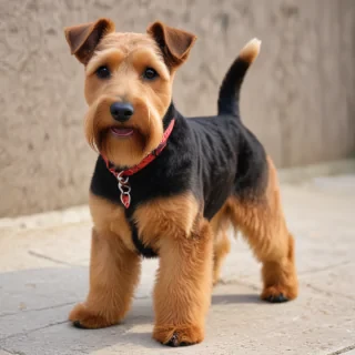 welsh terrier dog breed