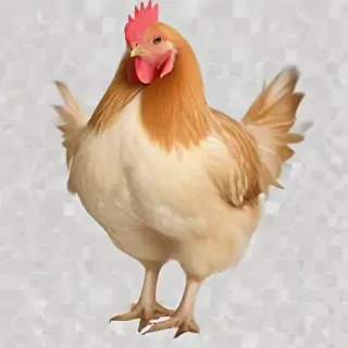 chicken transparent