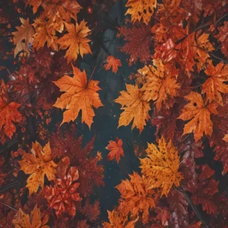 fall aesthetic wallpaper iphone
