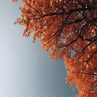 fall wallpaper iphone aesthetic