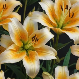 lily flower