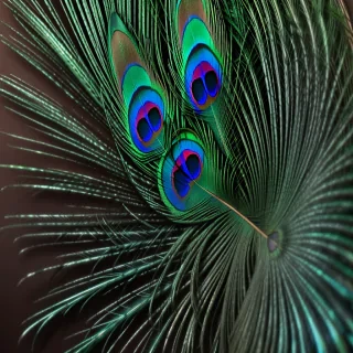 peacock feather png