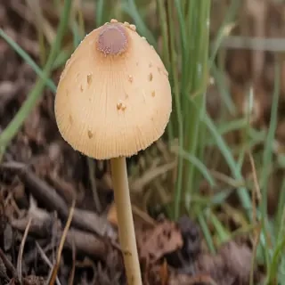 thin stemmed mushroom