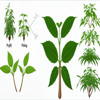 seedling png