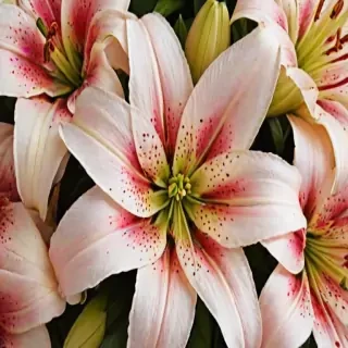 lily background