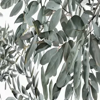 eucalyptus clipart black and white
