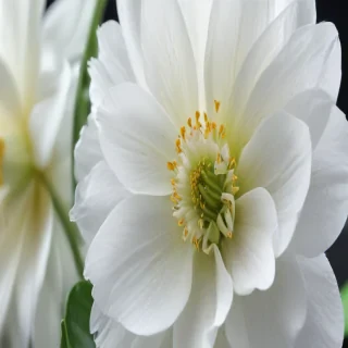 iphone white flower wallpaper