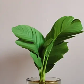 plant desktop wallpaper