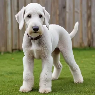 bedlington terrier