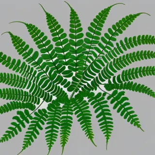 transparent fern png