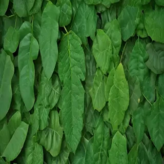 green leaf background