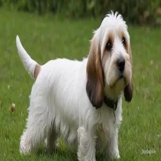 petit basset griffon vendeen