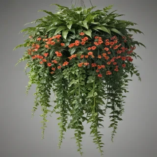 hanging plants png