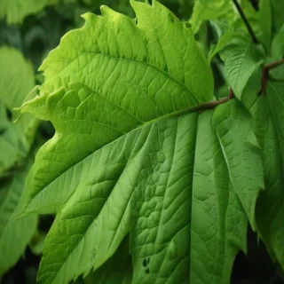 leaf background green