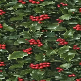 images of holly