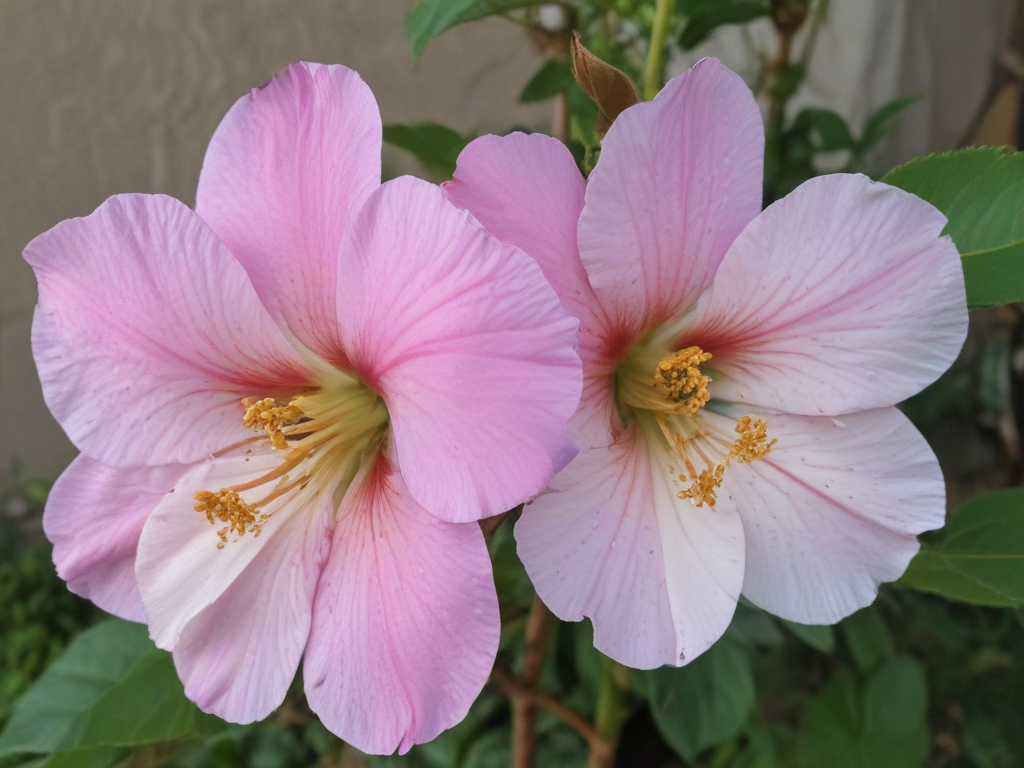 rare beauty honesty