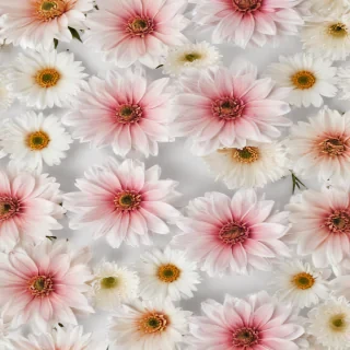 flowers with white background