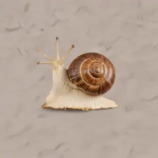 snail png