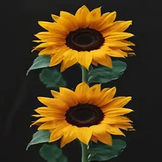 aesthetic sunflower background
