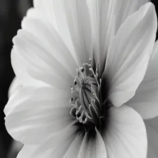black and white flower