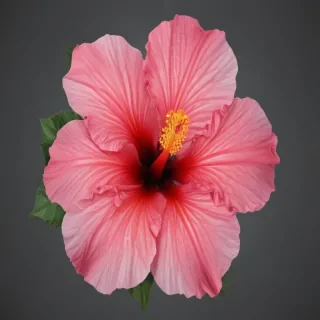 hibiscus flower png