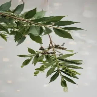 mistletoe png