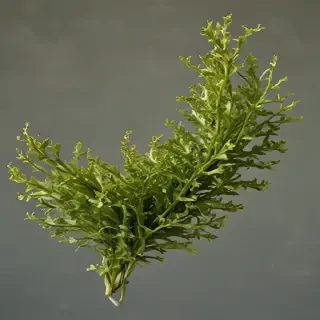 seaweed png