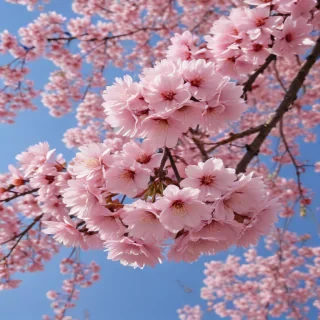sakura flower