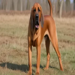 bloodhound dog breed