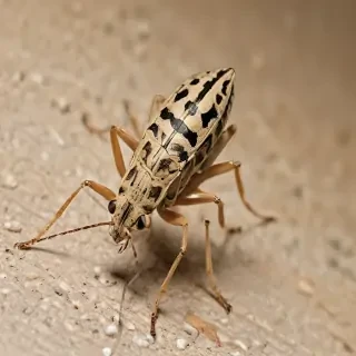 locust bug