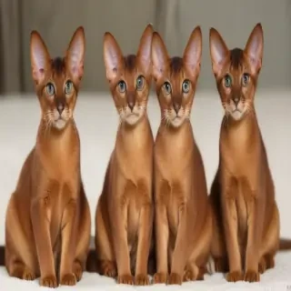 abyssinian breed