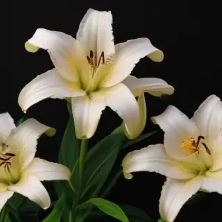 lily background