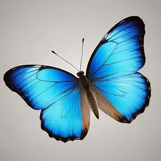 blue butterfly png