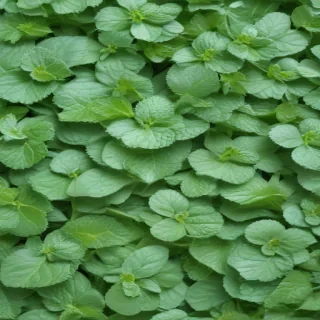 mint background