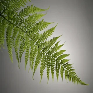 transparent fern png