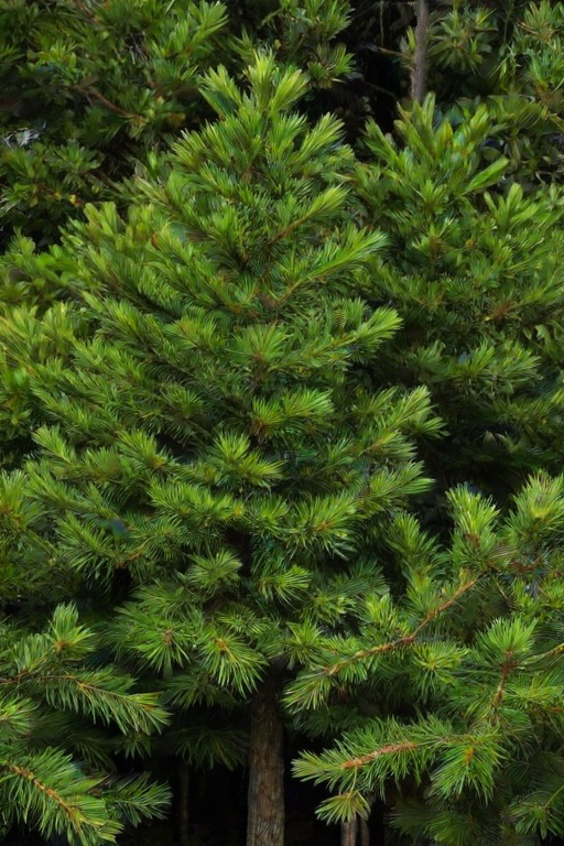 pine trees png